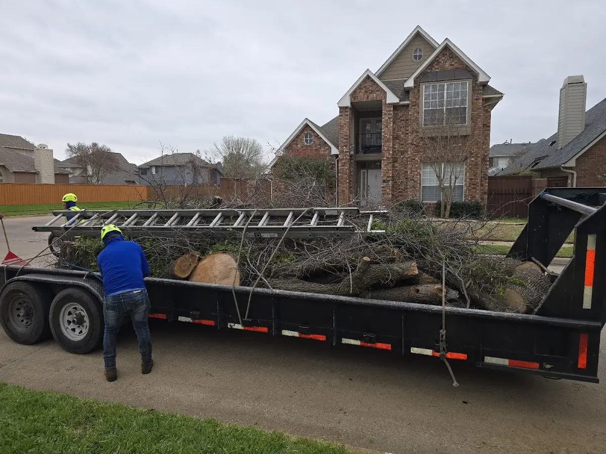 Expert Tree Removal with proper safety equipment in Elrod